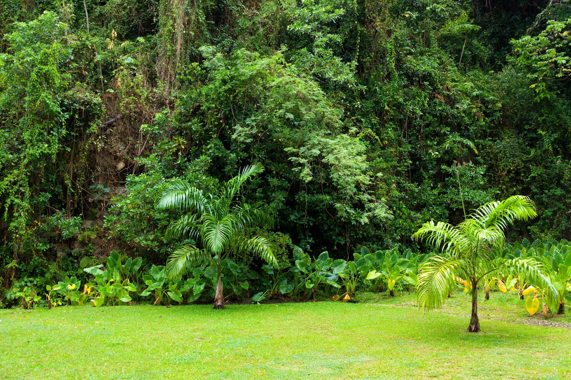Groen regenwoud ivm duurzaamheid documentbeheer